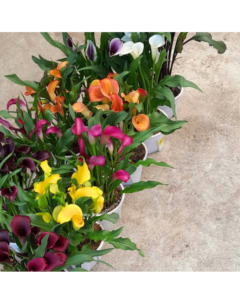 Calla Lily Zantedeschia sp potted plant